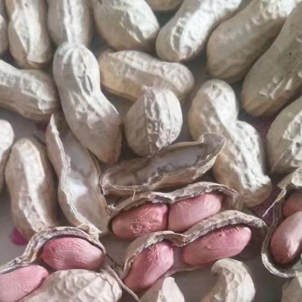 peanut in shell  9-11