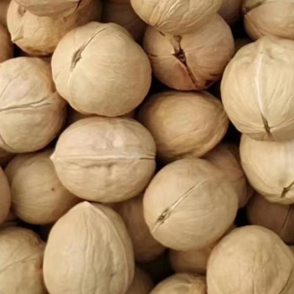 Walnut 185