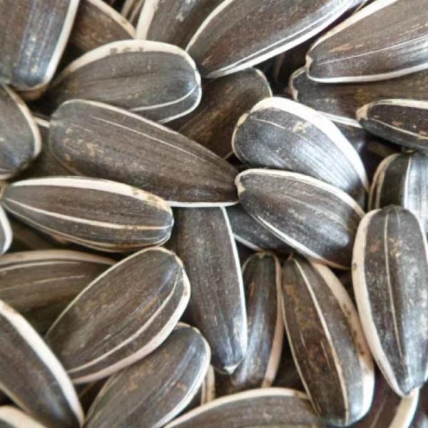 Inner Mongolia sunflower seeds 5009 363 361 5009 3638 